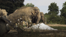 zoo praha ledový den