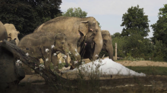 zoo praha ledový den